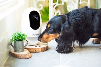 Las 5 mejores cámaras para comederos de mascotas con Wi-Fi que puedes comprar
